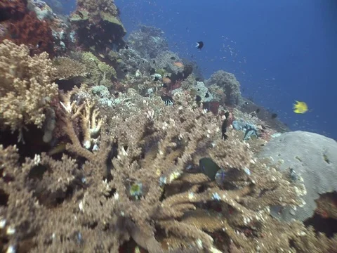 Coral Reef Stock Footage 98670910