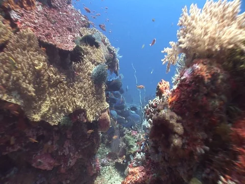 Coral Reef Stock Footage 98670971