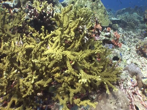 Coral Reef Stock Footage 98670993