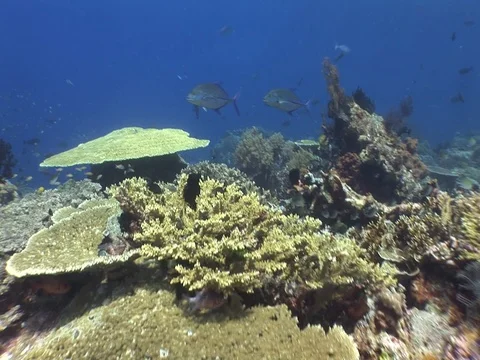 Coral Reef Stock Footage 98671000