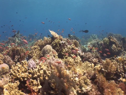 Coral Reef Stock Footage 98671021