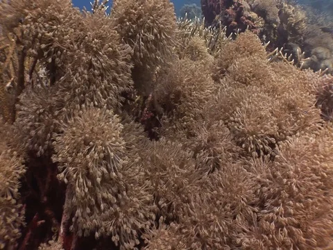 Coral Reef Stock Footage 98671024