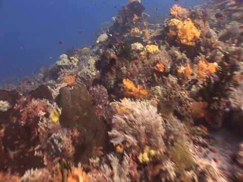 Coral Reef Stock Footage 98671030
