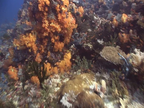 Coral Reef Stock Footage 98671039