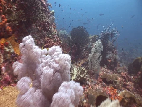 Coral Reef Stock Footage 98671172