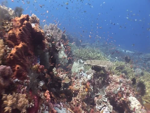 Coral Reef Stock Footage 98671197