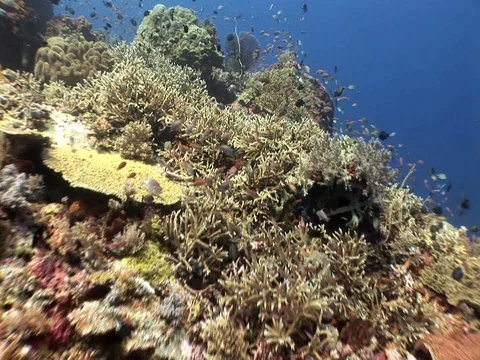 Coral Reef Stock Footage 98671362