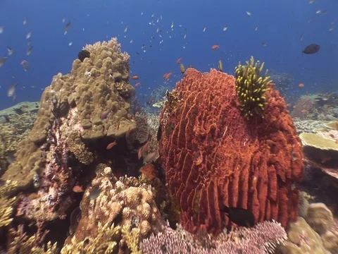 Coral Reef Stock Footage 98671378