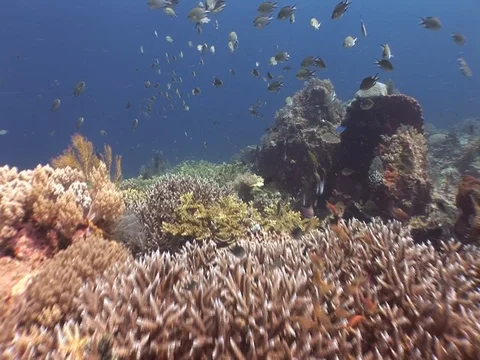 Coral Reef Stock Footage 98671381