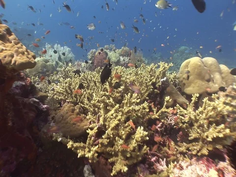 Coral Reef Stock Footage 98671421