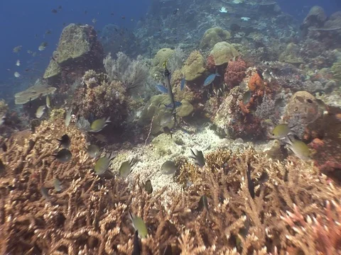 Coral Reef Stock Footage 98671430