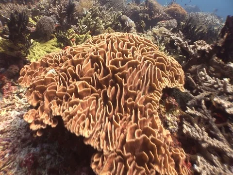 Coral Reef Stock Footage 98671651