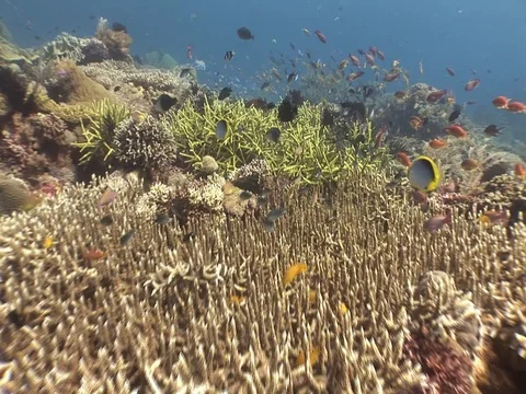 Coral Reef Stock Footage 98671654