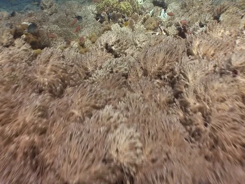 Coral Reef Stock Footage 98671712