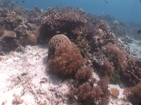 Coral Reef Stock Footage 98671754