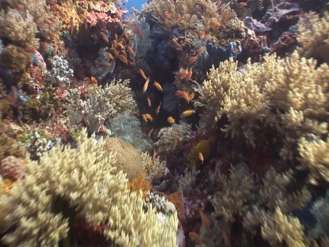 Coral Reef Stock Footage 98671806