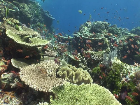 Coral Reef Stock Footage 98671811