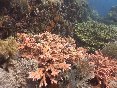 Coral Reef Stock Footage 98671813