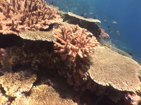Coral Reef Video stock 98671828