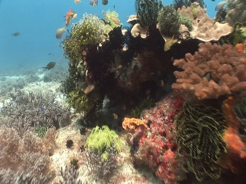 Coral Reef Stock Footage 98671843