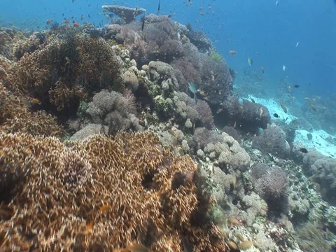 Coral Reef Stock Footage 98671850