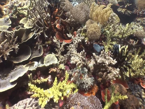 Coral Reef Stock Footage 98672061