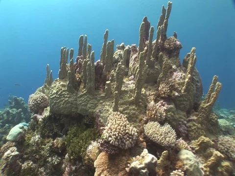 Coral Reef Stock Footage 98672108