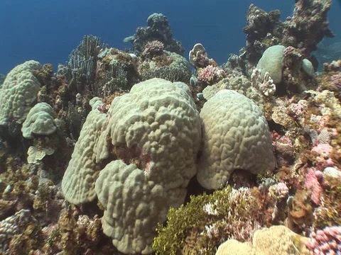 Coral Reef Stock Footage 98672118