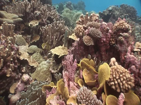 Coral Reef Stock Footage 98672159