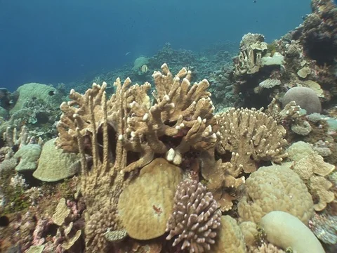Coral Reef Video stock 98672179