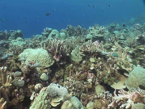 Coral Reef Stock Footage 98672189
