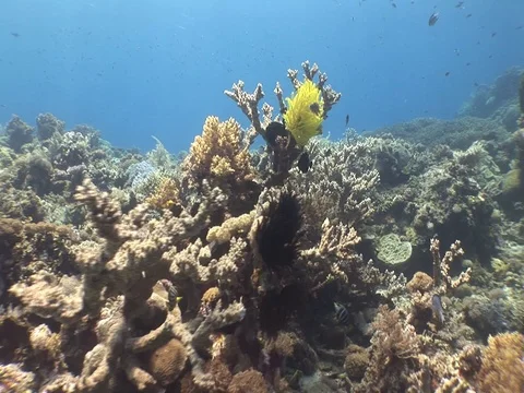 Coral Reef Stock Footage 98672197