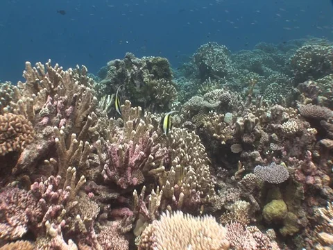Coral Reef Stock Footage 98672215