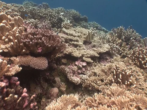 Coral Reef Stock Footage 98672241