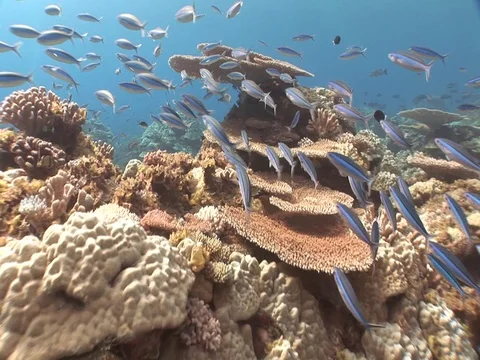 Coral Reef Stock Footage 98672266