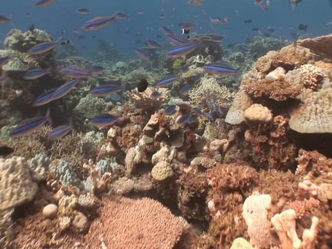 Coral Reef Stock Footage 98672289