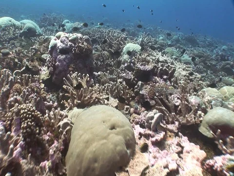 Coral Reef Stock Footage 98672314