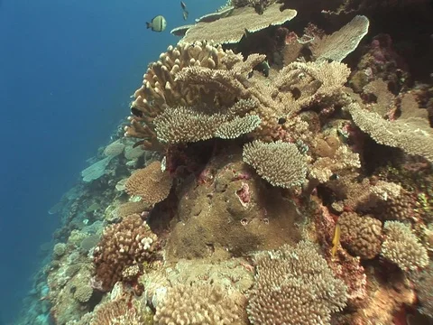 Coral Reef Stock Footage 98672371