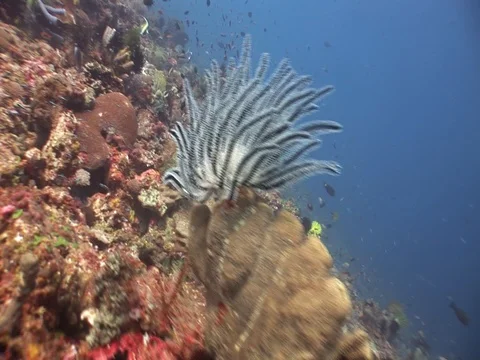 Coral Reef Stock Footage 98672410