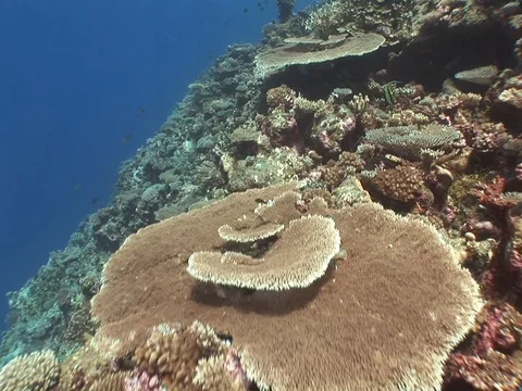 Coral Reef Stock Footage 98672426
