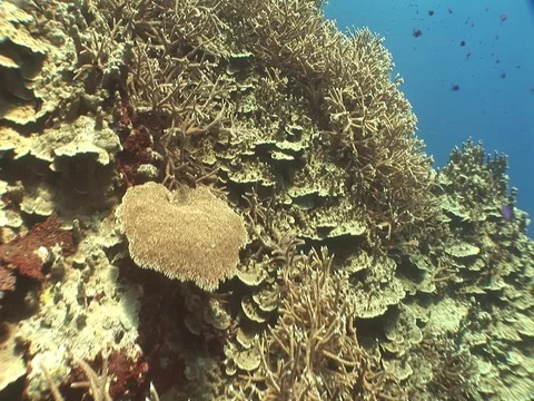 Coral Reef Stock Footage 98672434