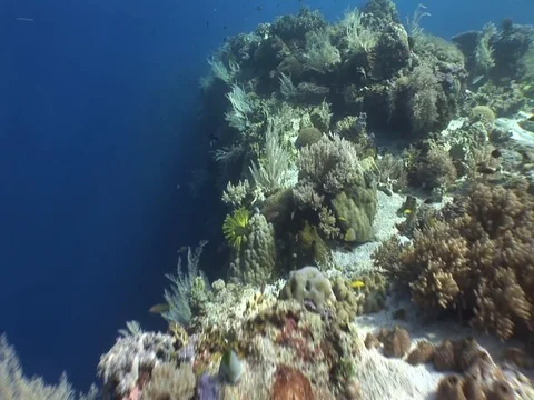 Coral Reef Stock Footage 98672511