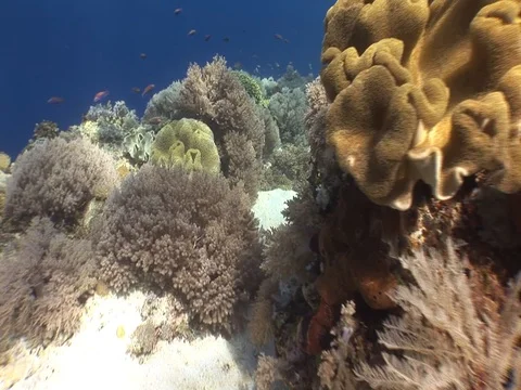 Coral Reef Stock Footage 98672517