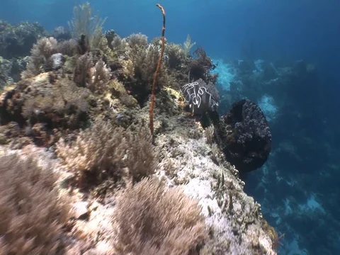 Coral Reef Stock Footage 98672591