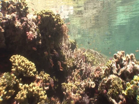Coral Reef Stock Footage 98672704