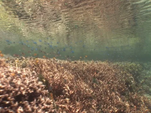 Coral Reef Stock Footage 98672717