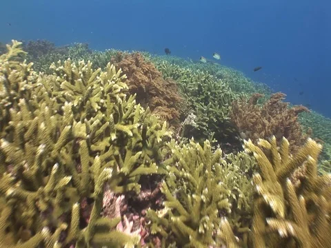 Coral Reef Video stock 98672812