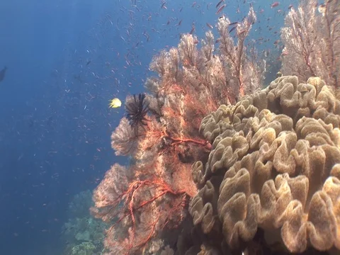 Coral Reef Stock Footage 98673152