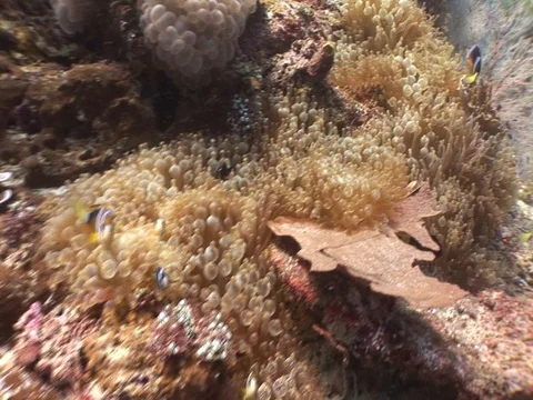 Coral Reef Video stock 98673169