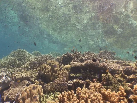 Coral Reef Stock Footage 98673223